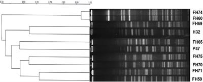 Molecular characterization of florfenicol and oxazolidinone resistance in Enterococcus isolates from animals in China